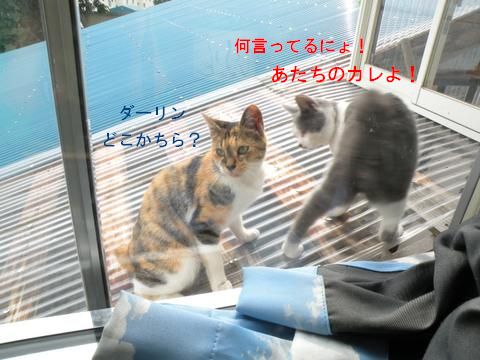 スケコマシ猫3.jpg