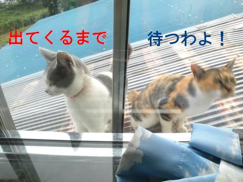 スケコマシ猫4.jpg