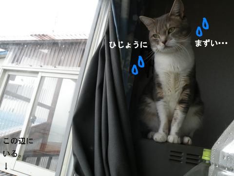 スケコマシ猫6.jpg