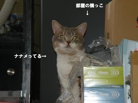 ハニービーとチビ1.jpg