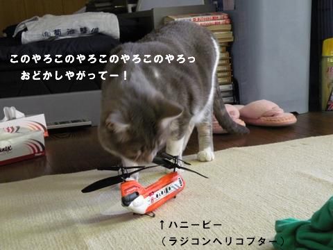 ハニービーとチビ3.jpg