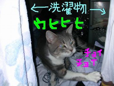 sukinabasyo1.JPG