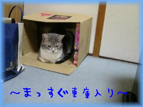 syakoirineko1.jpg